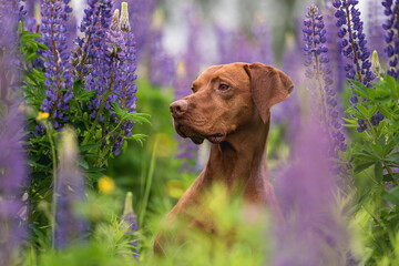 Close-up portrait of a Hungarian vizsla among purple flowers on a cloudy spring day. Dog emotions. Lupin field