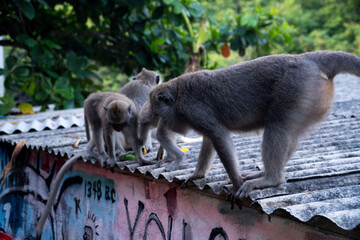bali, macaque, wildlife photography, jungle wildlife, cambodia monkeys, brown monkey, long tailed macaque, cheeky monkeys, baby monkey eating, angkor monkeys, bali monkeys, rabies danger, asian monkey