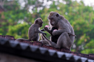 bali, macaque, wildlife photography, jungle wildlife, cambodia monkeys, brown monkey, long tailed macaque, cheeky monkeys, baby monkey eating, angkor monkeys, bali monkeys, rabies danger, asian monkey