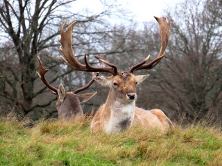 Naklejka na ściany i meble Deer at Richmond Park London