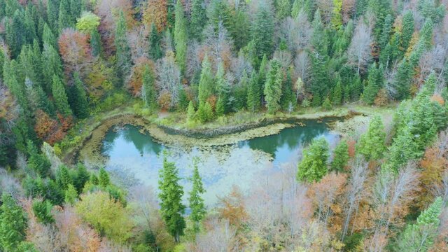 Wild Lake Dead (Polyanitske) near the Dovbush rocks, Bubnishche in autumn among a beautiful autumn forest in the Carpathians, Ukraine. It has a high level of hydrogen sulfide. Aerial photo drone copte