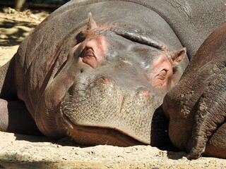 sleeping hippopotamus