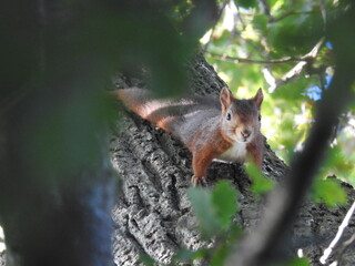 squirrel on the move