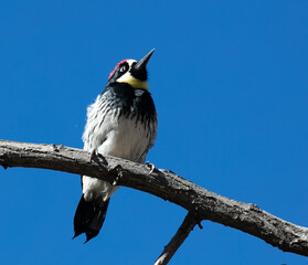 An Acorn Woodpecker Perched on a Branch 