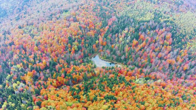 Wild Lake Dead (Polyanitske) near the Dovbush rocks, Bubnishche in autumn among a beautiful autumn forest in the Carpathians, Ukraine. It has a high level of hydrogen sulfide. Aerial photo drone copte