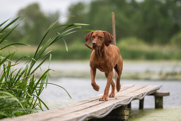 Muscular Hungarian Vizsla dog on a dock near a lake on a cloudy summer day. Paws in the air
