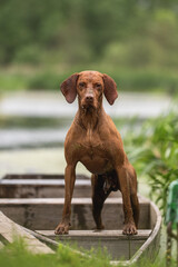 Muscular Hungarian Vizsla dog in a boat by the lake on a cloudy summer day