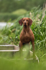 Muscular Hungarian Vizsla dog in a boat by the lake on a cloudy summer day