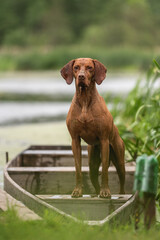 Muscular Hungarian Vizsla dog in a boat by the lake on a cloudy summer day