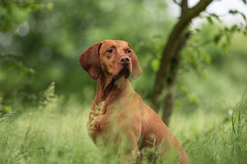Close-up portrait of a Hungarian Vizsla dog in a green field on a summer day. Looking away