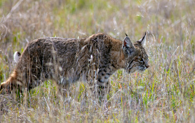 A Bobcat in a Grassy Field Hunting for Food