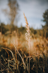Fototapeta premium grass in the wind