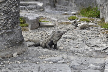 iguana en su naturaleza