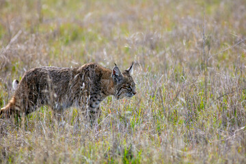 Naklejka na ściany i meble A Bobcat in a Grassy Field Hunting for Food