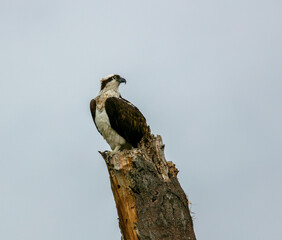 An Osprey Perched on a Dead Tree Surveying the Area