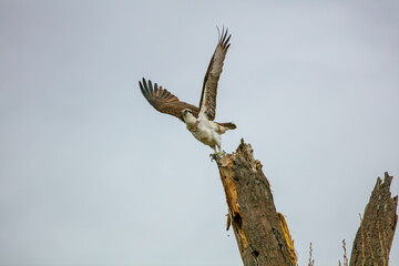 An Osprey Taking off from a Dead Tree with Wings ready to Pull it into the Sky