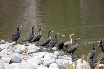 A Flock of Black Mergansers Sunning on a Rocky Lake Shore in Yucaipa Regional Park, California