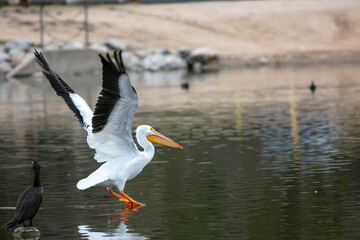 A White Pelican Leaping into Flight from a Recreational Lake in Yucaipa, California, showing Strong Wings and Flight Muscles