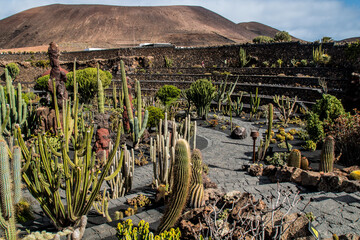 Lanzarote, Canary Island, Spain - 15/09/2017 - The Jardín de Cactus is a cactus garden on the island of Lanzarote in the Canary Islands.
