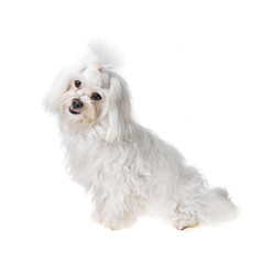 Beautiful and cute white bichon maltese dog over isolated background. Studio shoot of purebreed...