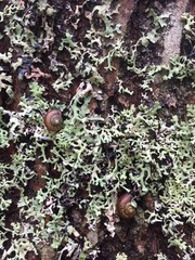 Forest moss texture, wild forest moss top view, natural background. High quality photo