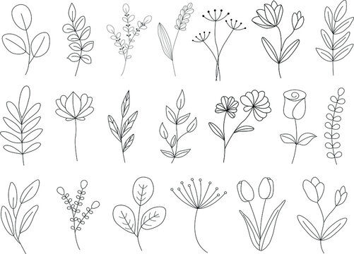 Big vector set of linear plants and flovers. Hand drawn botanical icons.Vector illustration