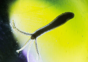 Hydra vulgaris on darkfield under a light microscope, freshwater hydra taken from the pond
