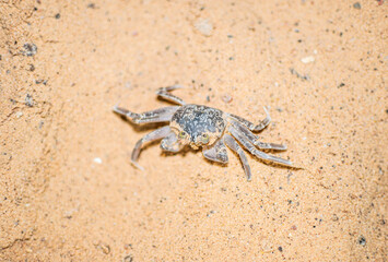 Small invisible crab crawls out of its hole in the evening on the beach of Egypt, Sharm ash Sheikh