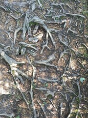 large tree roots that spread over the ground are cracked and dry. High quality photo