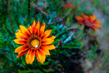 flower in the garden