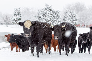 Cows bear the winter snow in a field