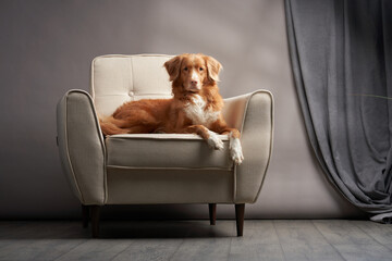 dog on a chair. Nova Scotia duck tolling retriever at home. Pet indoor - obrazy, fototapety, plakaty