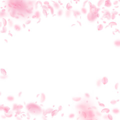 Sakura petals falling down. Romantic pink flowers falling rain. Flying petals on white square background. Love, romance concept. Magnetic wedding invitation.