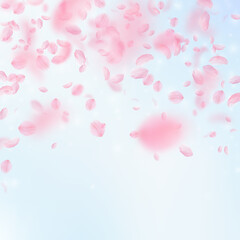 Sakura petals falling down. Romantic pink flowers falling rain. Flying petals on blue sky square background. Love, romance concept. Fabulous wedding invitation.