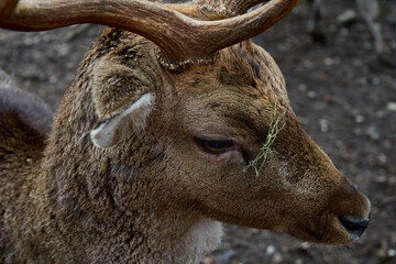 Junger Hirsch