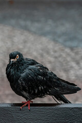 Black Pigeon Bird