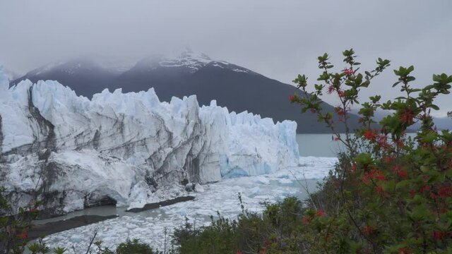Flor de Embothrium coccineum  contrapuesta al Glaciar Perito Moreno 