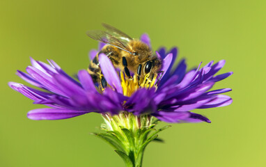bee or honeybee in Latin Apis Mellifera on blue flower