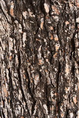  Tree bark texture, natural background