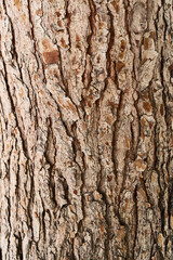 Obraz premium Tree bark texture, natural background