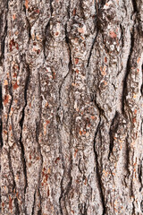 Tree bark texture, natural background