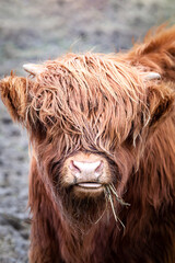 Close-up of a young baby brown highland cattle with small horns from Scotland.