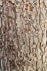  Tree bark texture, natural background