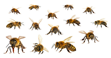 Set of bee or honeybee in Latin Apis Mellifera