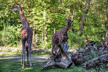 Giraffes eating grass on background of trees.