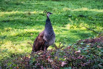 A bright peacock walking in the summer garden.