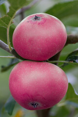 Eine Paar Äpfel rot auf einem Ast