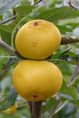 zwei Äpfel gelb auf dem Baum