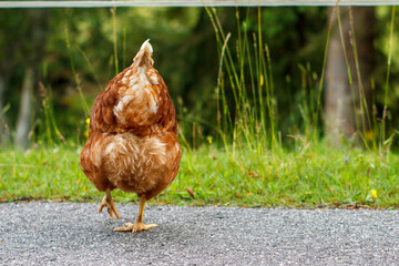 Huhn Hendl Henne von hinten geht über die Straße braun