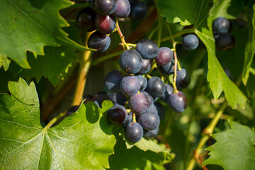 Weintrauben Tafeltrauben rot Sommer Sonne Sonnenschein reif saftig